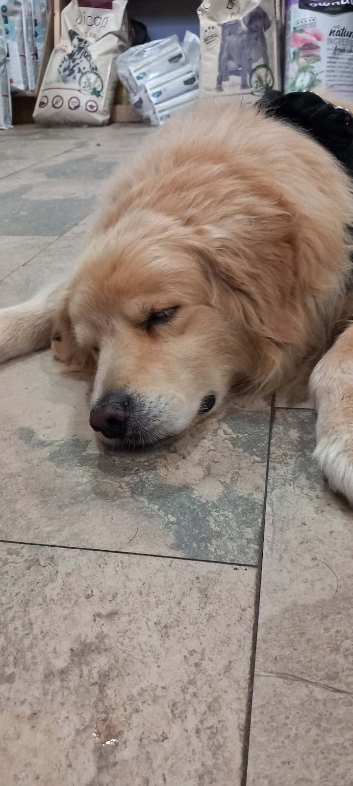 Centro veterinario MOM