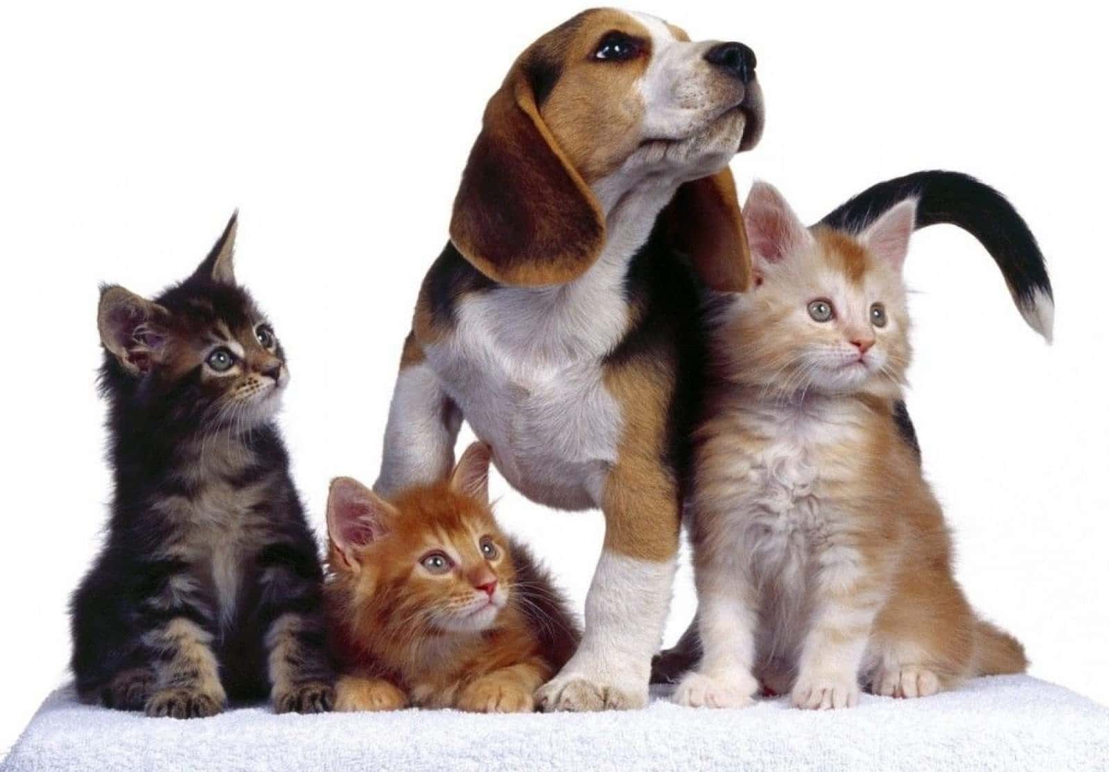 CLINICA VETERINARIA GUITIRIZ