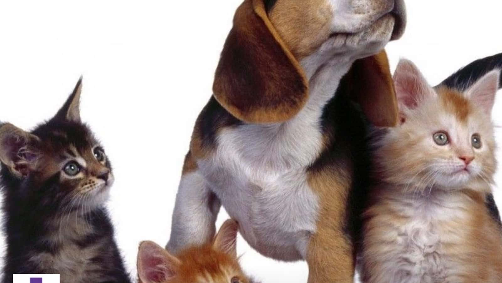 clinica veterinaria guitiriz veterinario clinica en guitiriz en lugo principalImage ADOPTA Sitios Pet Friendly