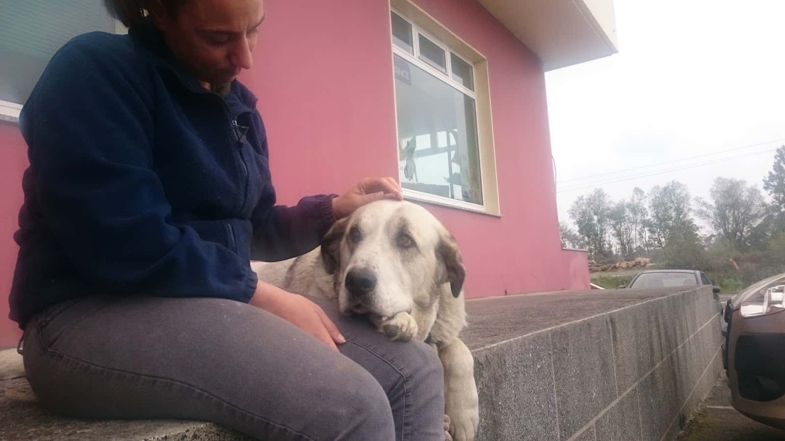 clinica veterinaria san ramon veterinario clinica en san ramon  moeche  en a coruna principalImage ADOPTA Sitios Pet Friendly