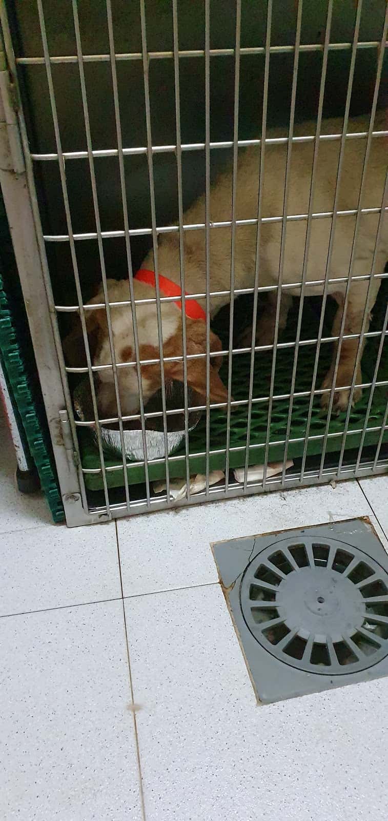 Clínica Veterinaria Garfield