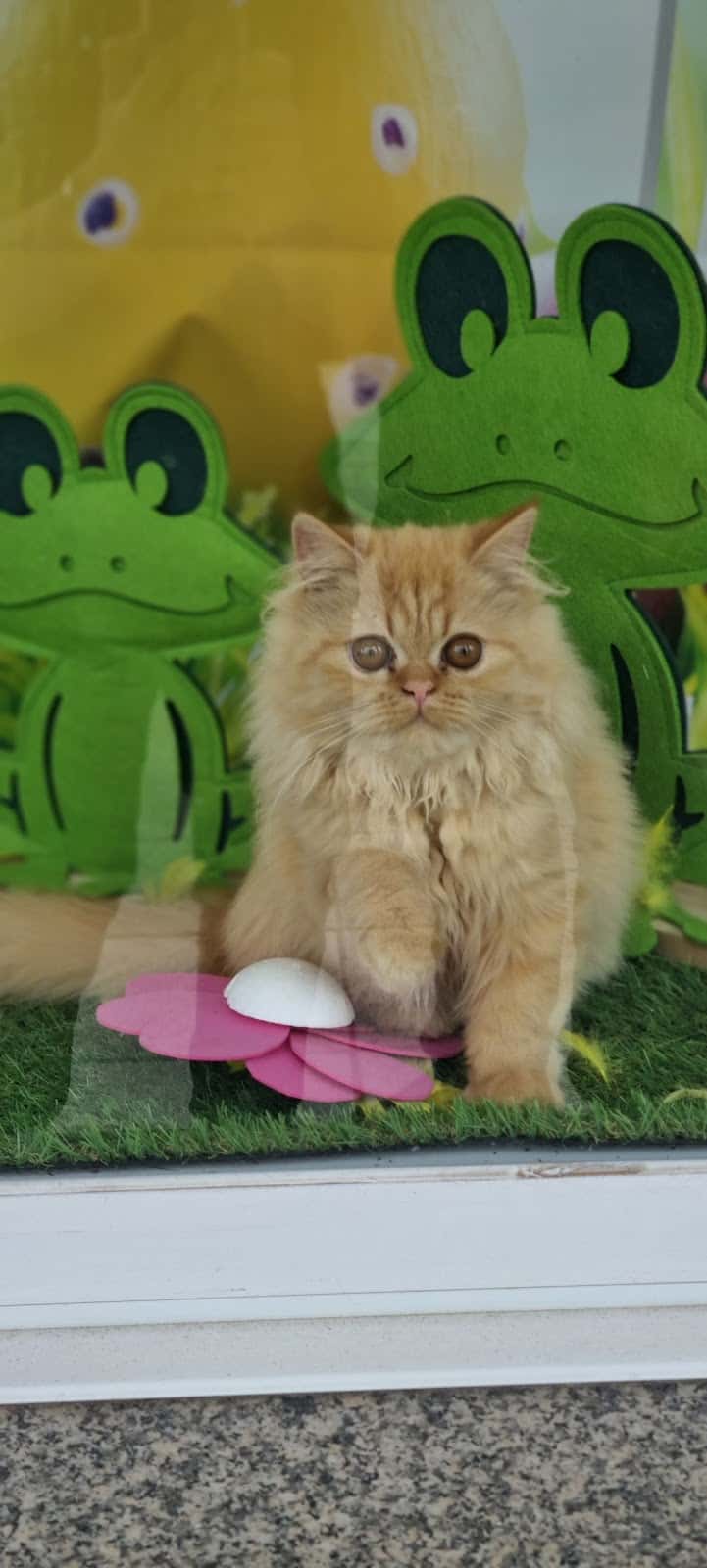 Clínica Veterinaria Garfield