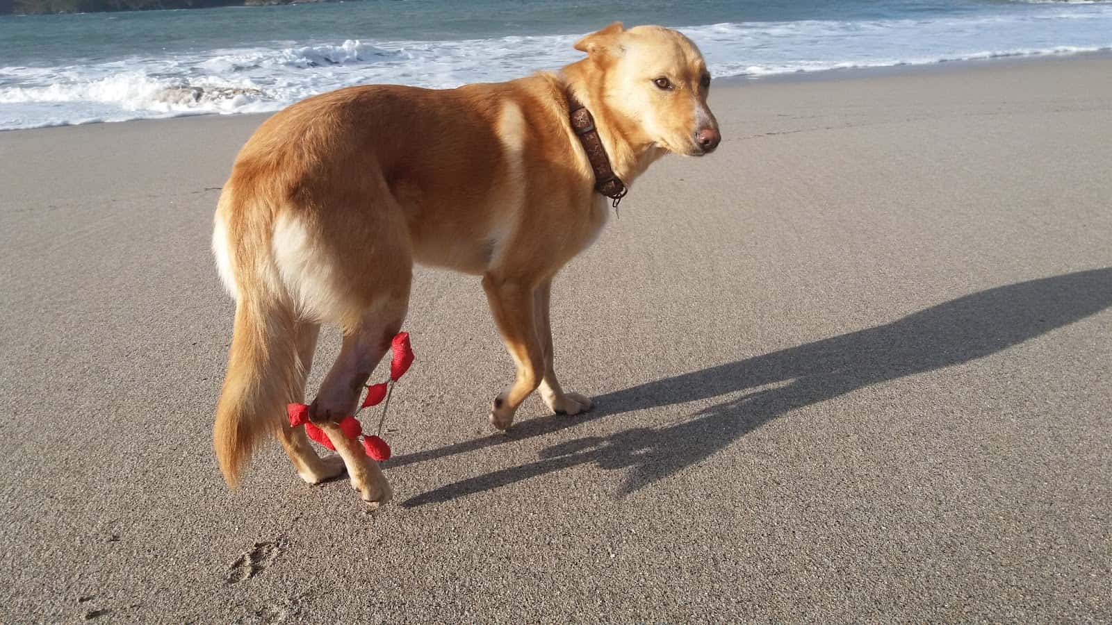 Naya Clínica Veterinaria