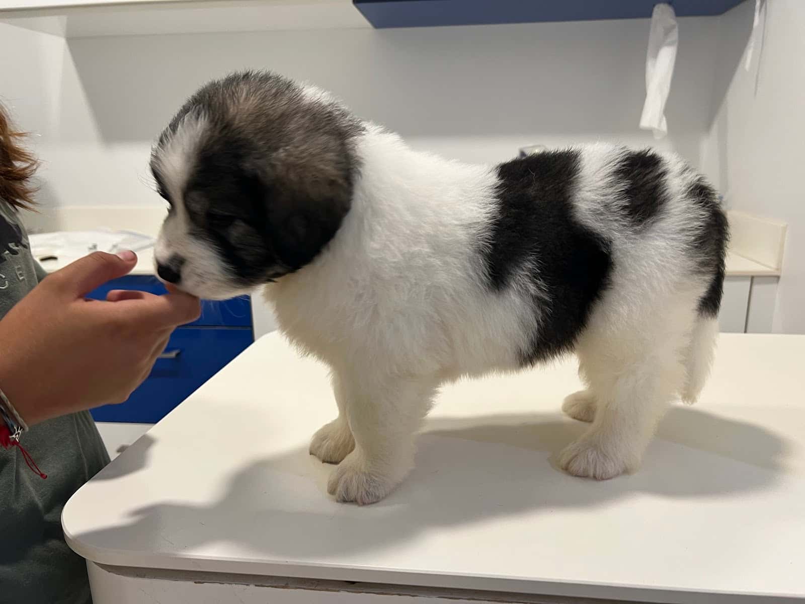 Naya Clínica Veterinaria