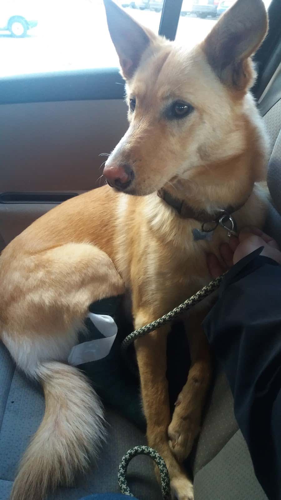 Naya Clínica Veterinaria