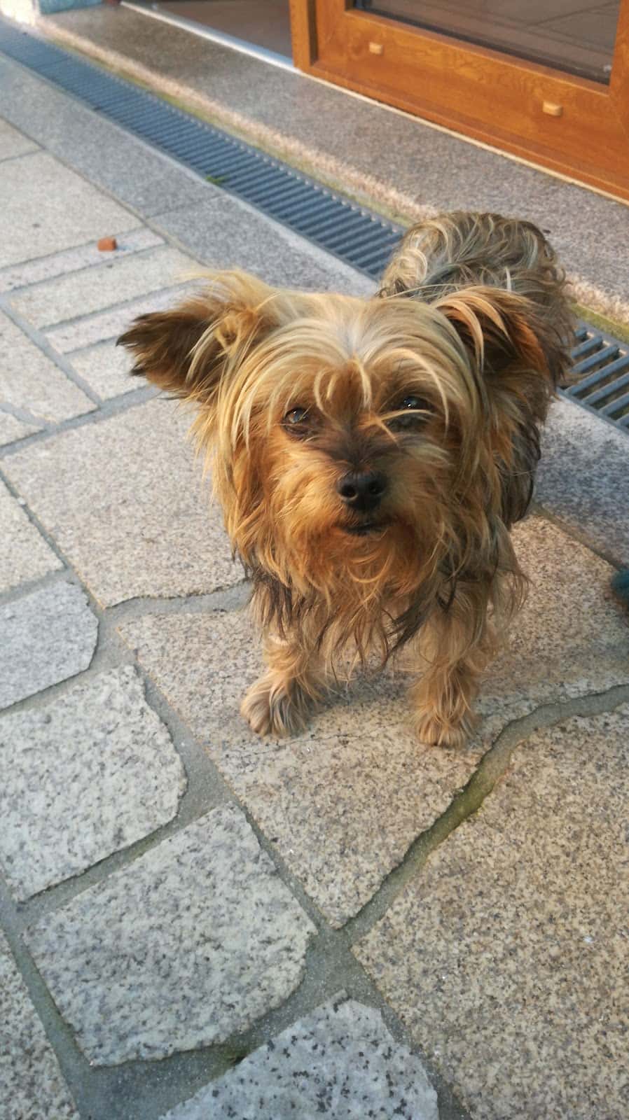 Naya Clínica Veterinaria