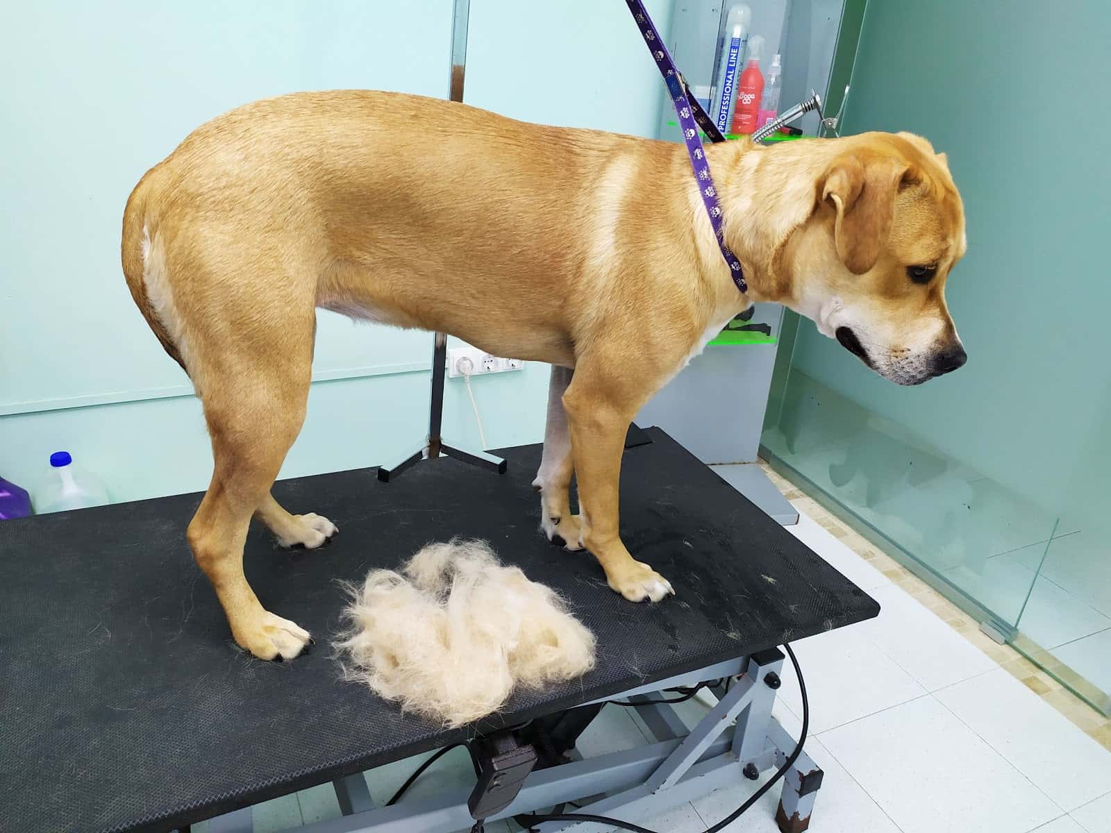 Clínica Veterinaria Troncoso
