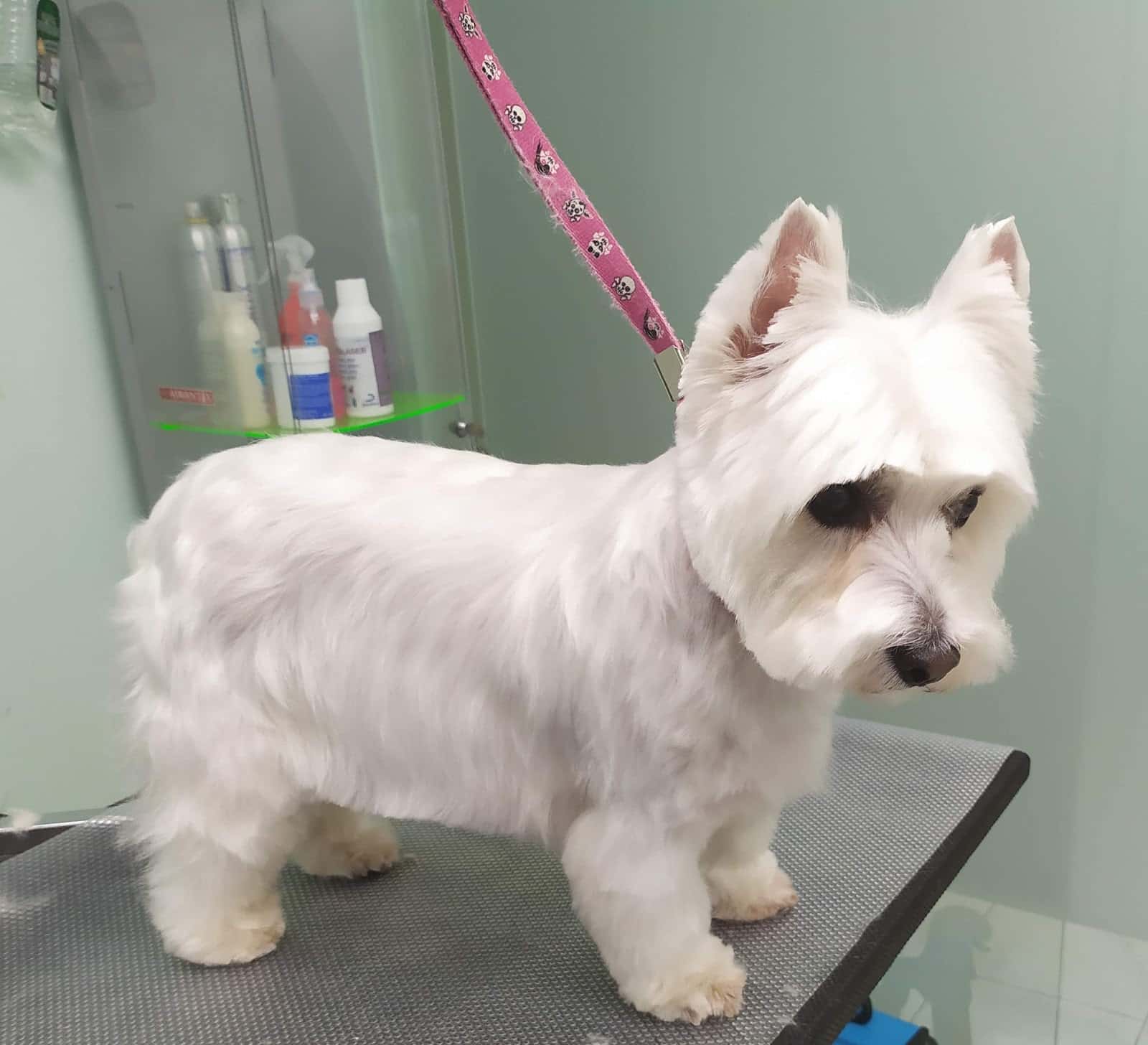 Clínica Veterinaria Troncoso