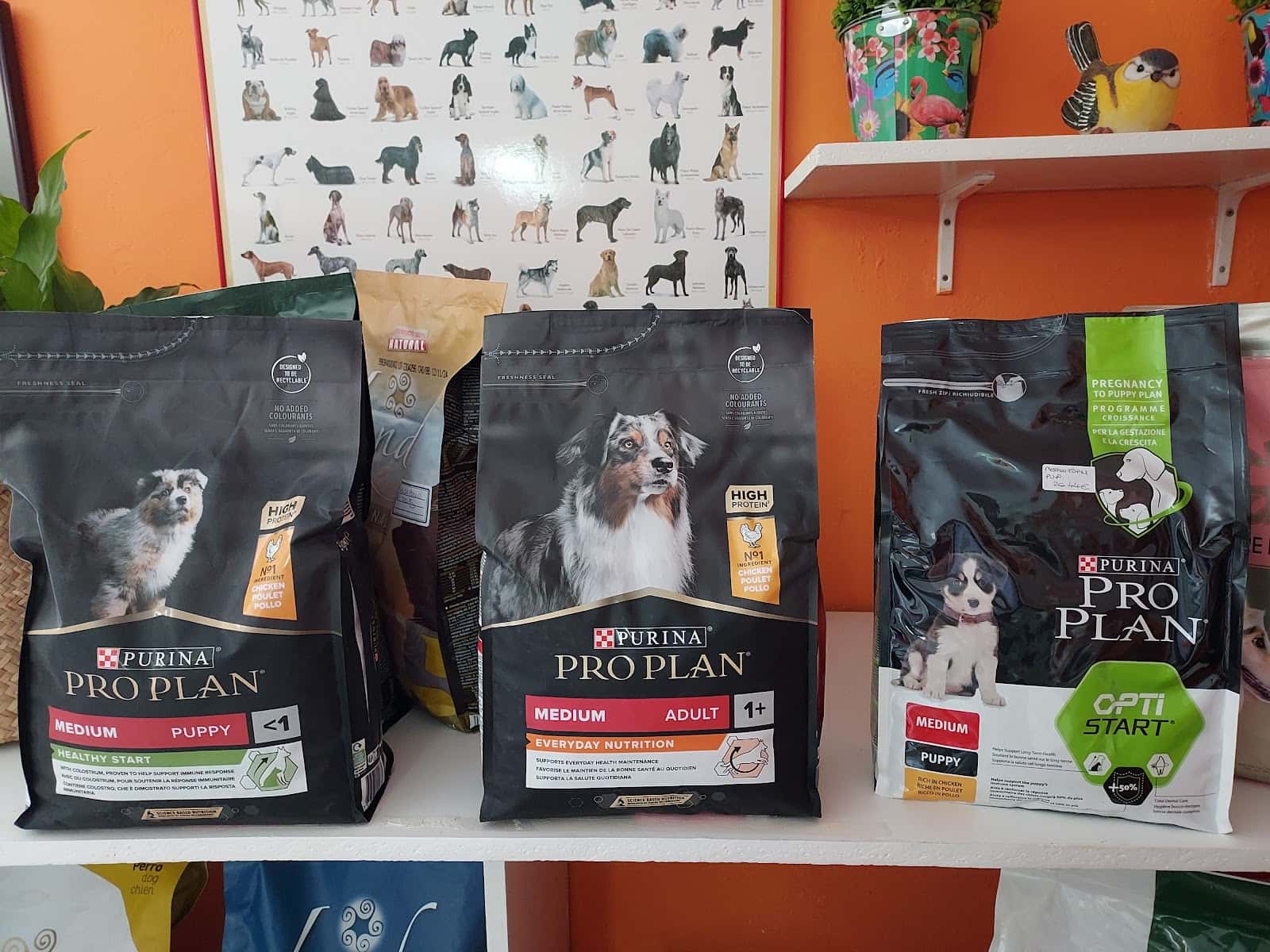 Centro veterinario fauna