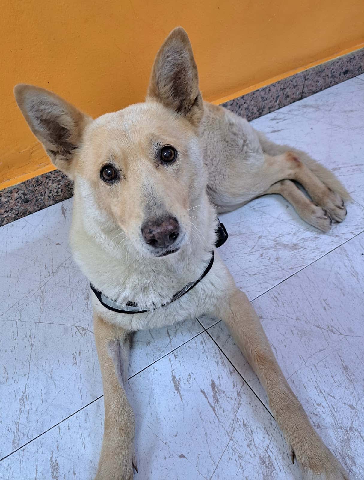 Centro veterinario fauna