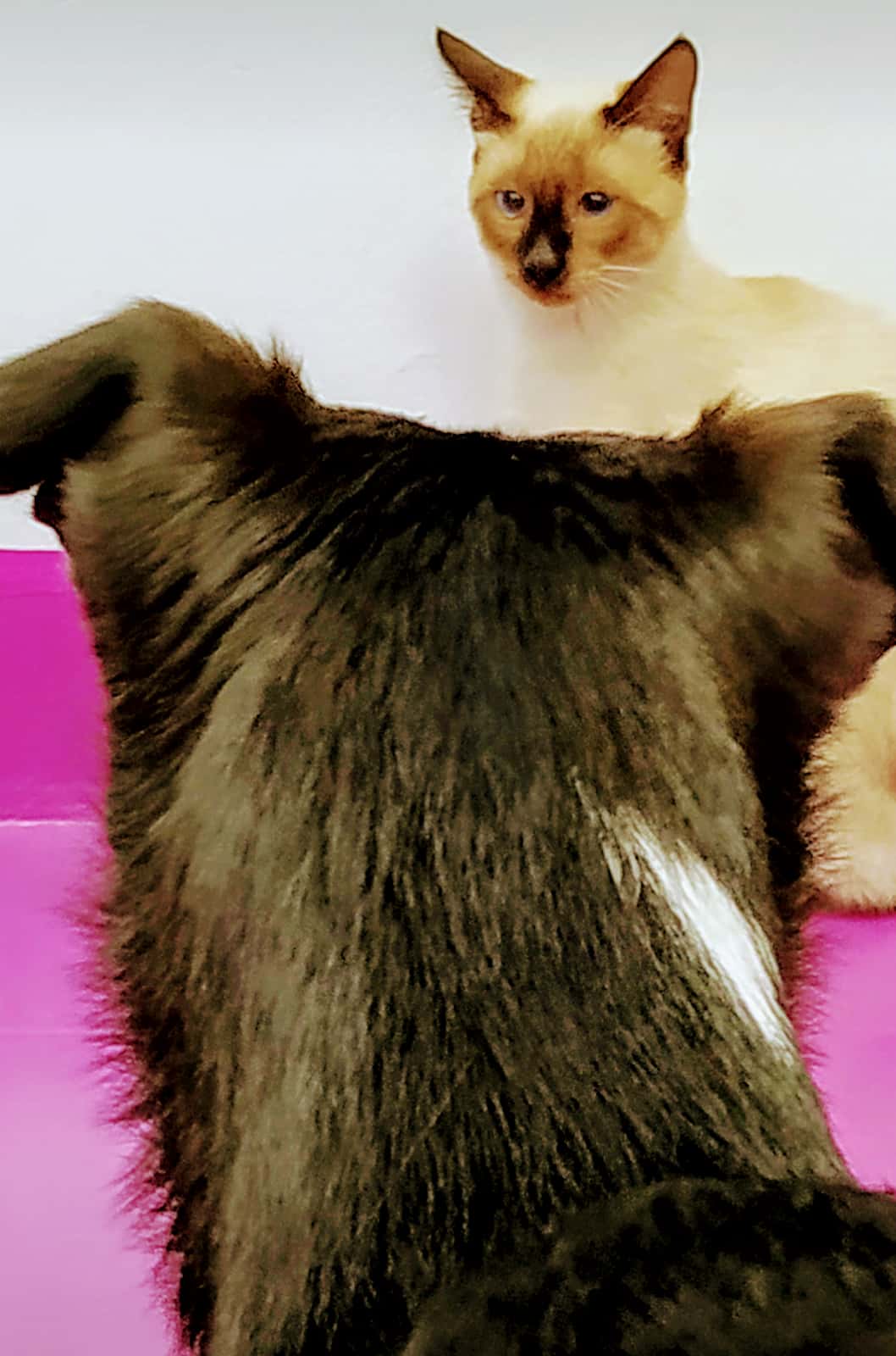 Veterinario ADRISA (Consultorio Vimianzo)