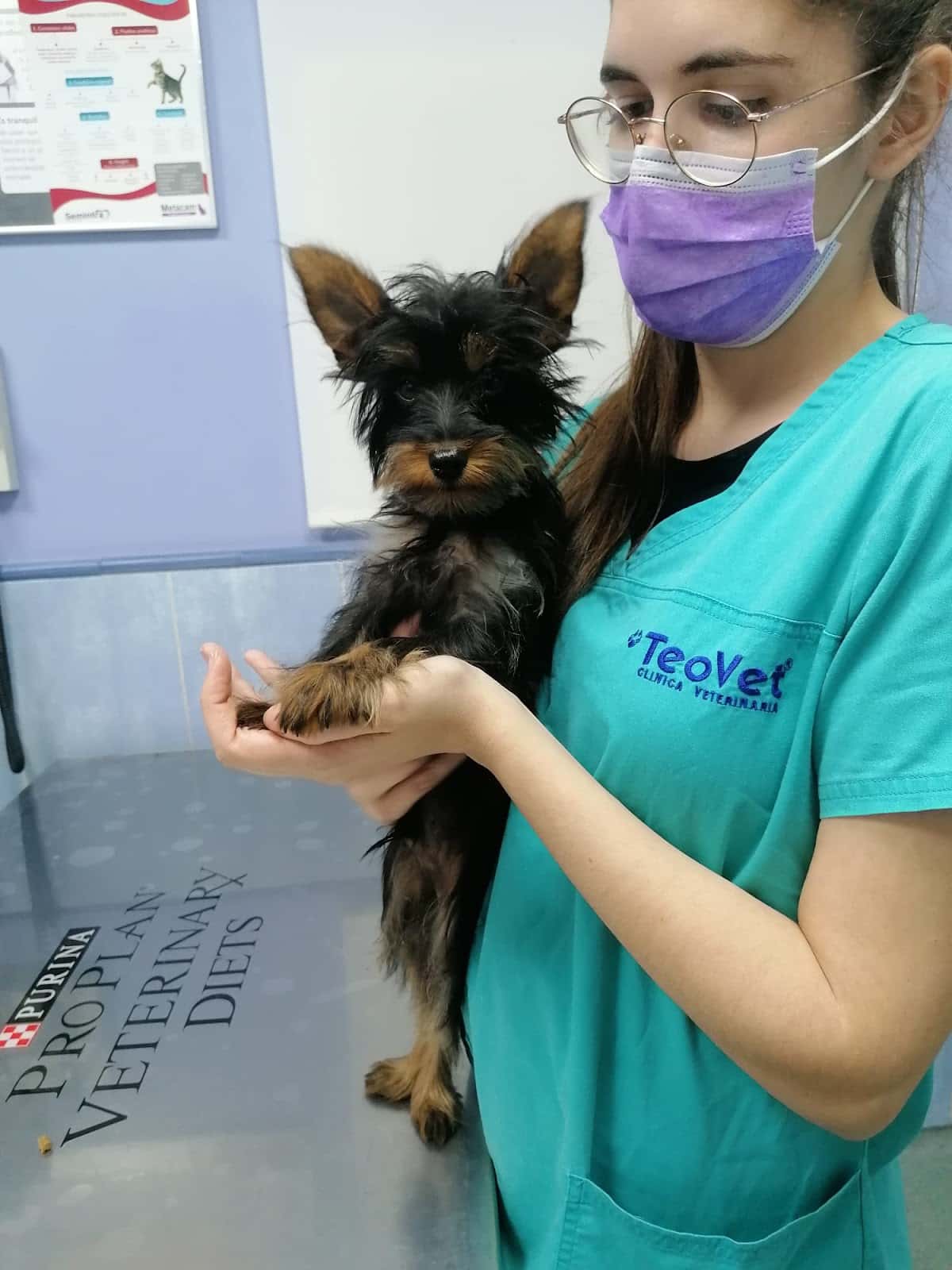 Clinica Veterinaria Teovet