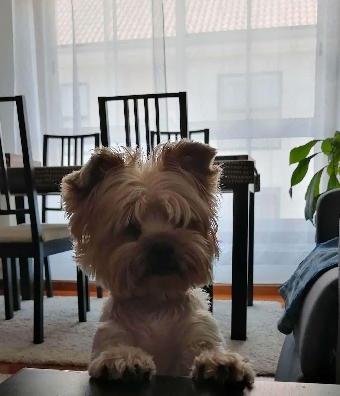 Centro Veterinario Novo Milladoiro