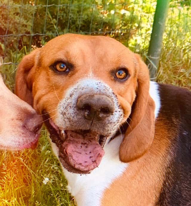 Centro Veterinario Novo Milladoiro