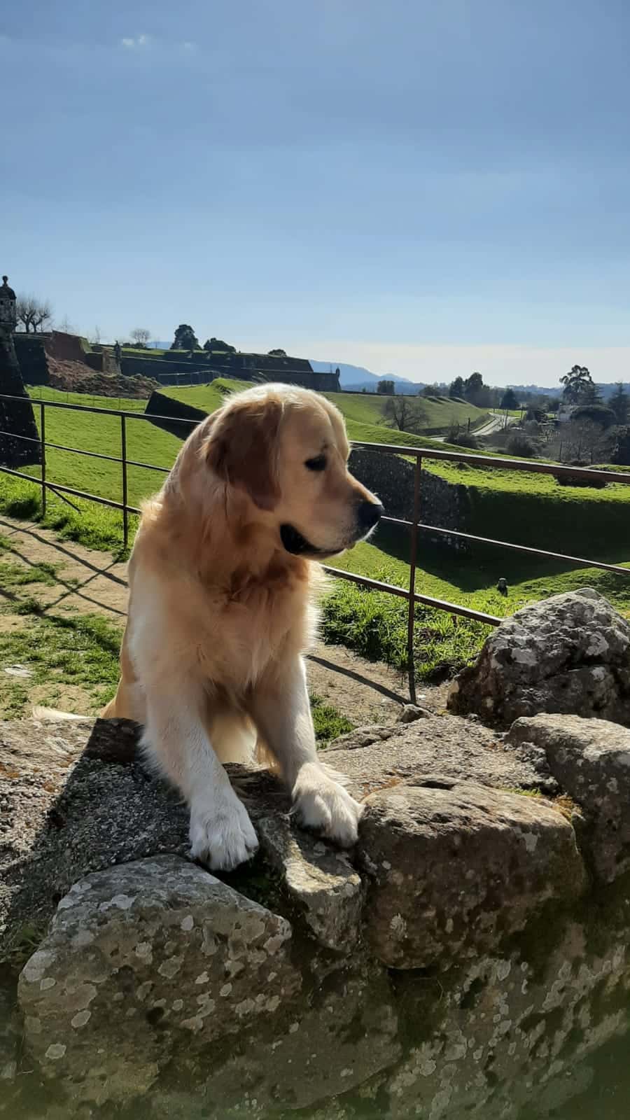 Centro Veterinario Novo Milladoiro