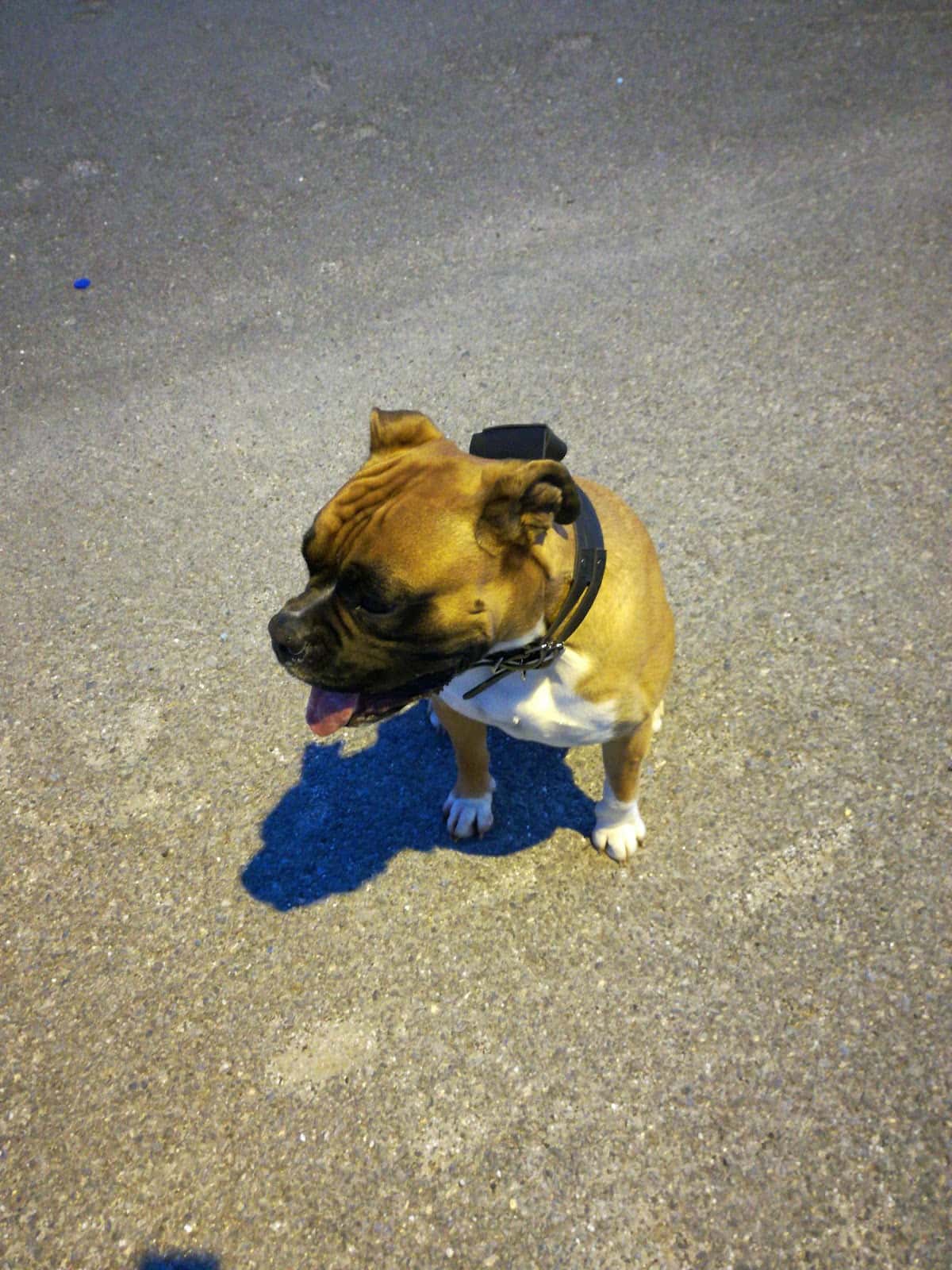 Clínica Veterinaria Amigos