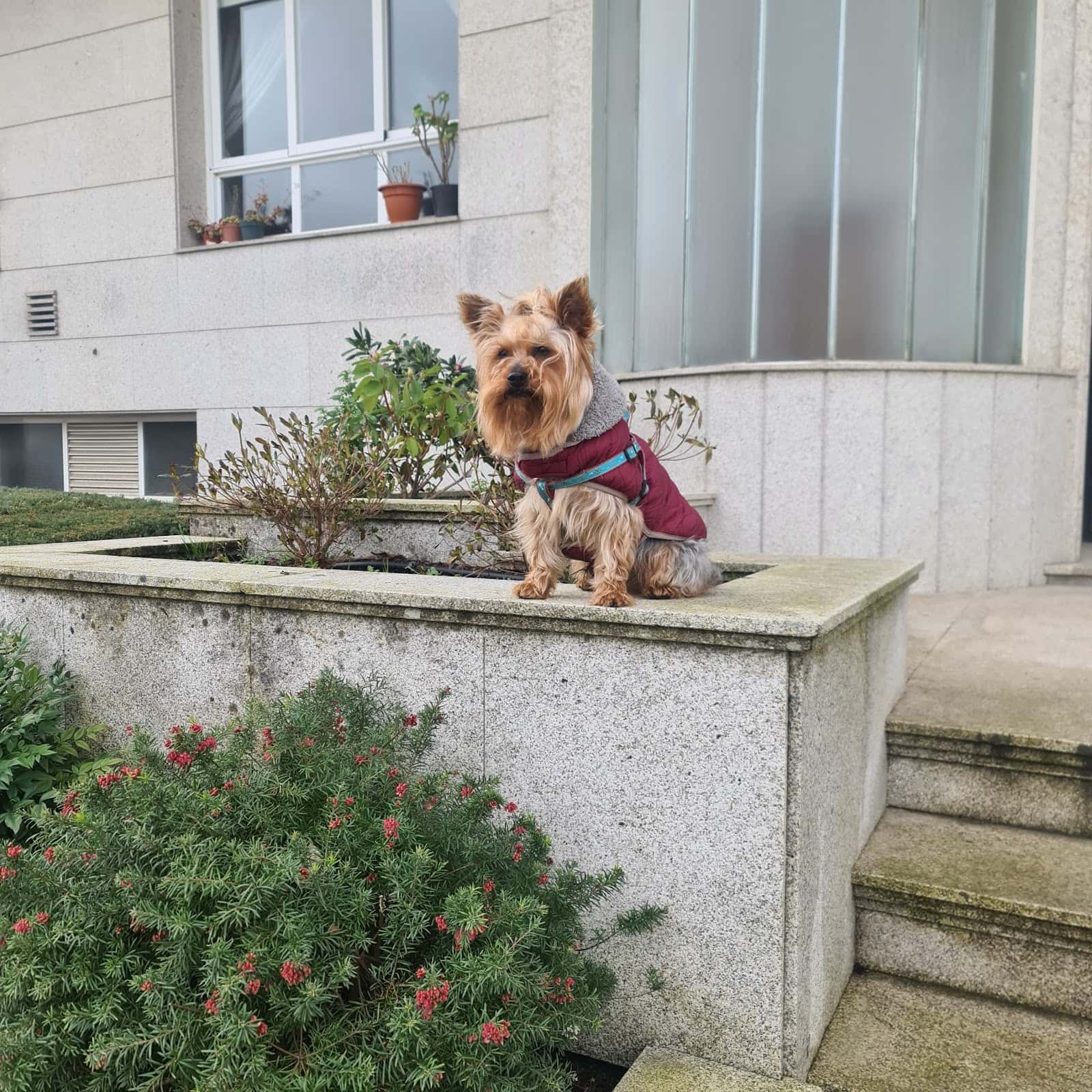 clinica veterinaria hospican veterinario hospital en o milladoiro en a coruna principalImage ADOPTA Sitios Pet Friendly