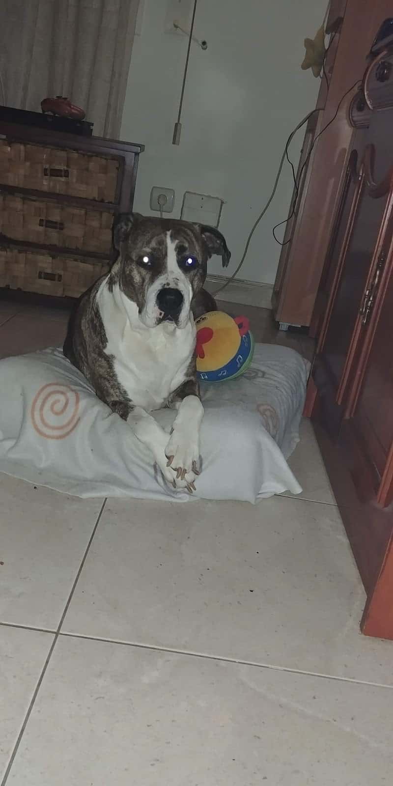 doggycan s l veterinario centro en graxal   o en a coruna photo undefined ADOPTA Sitios Pet Friendly
