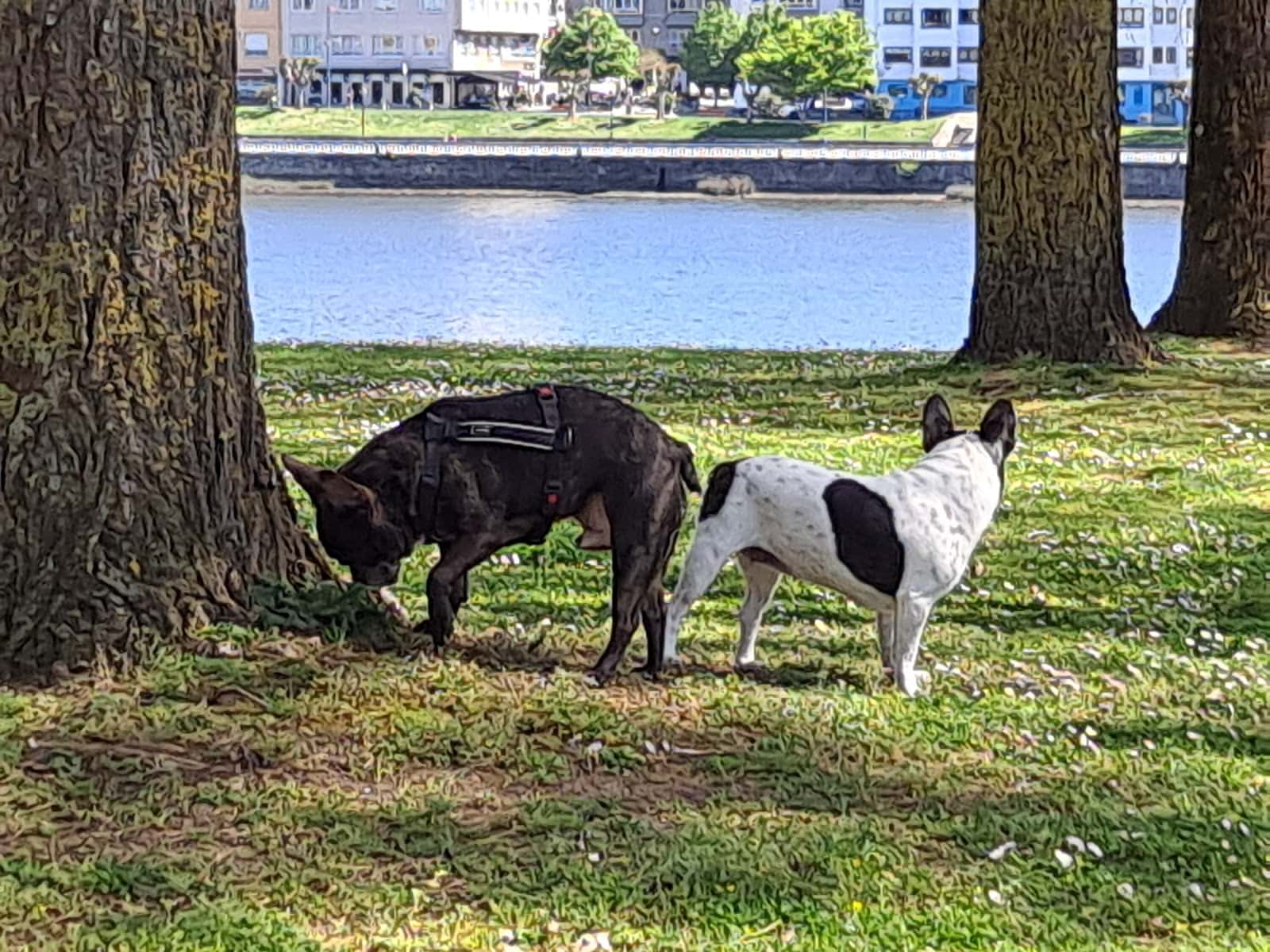 Centro Veterinario Lejarza