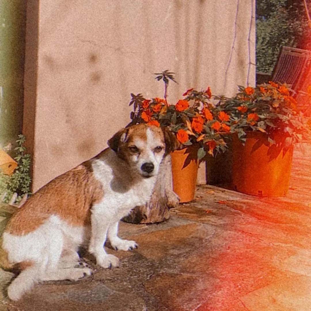 Clínica Veterinaria Guayacán C.B.