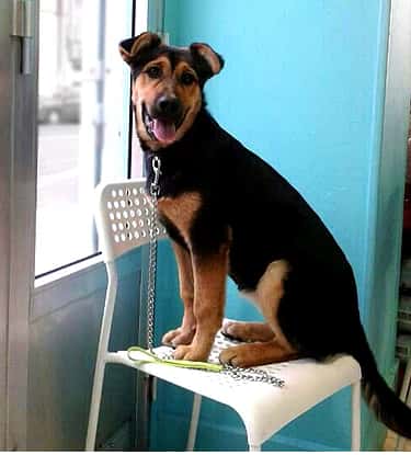 Consultorio Veterinario Low Cost