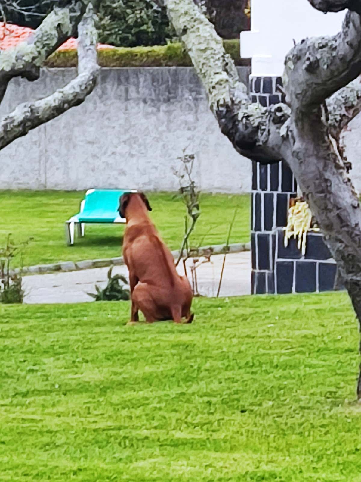 Centro Veterinario Montrove