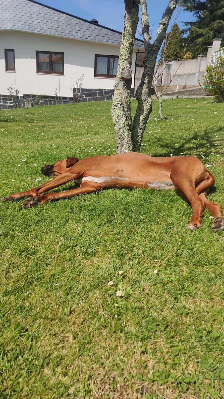 Centro Veterinario Montrove