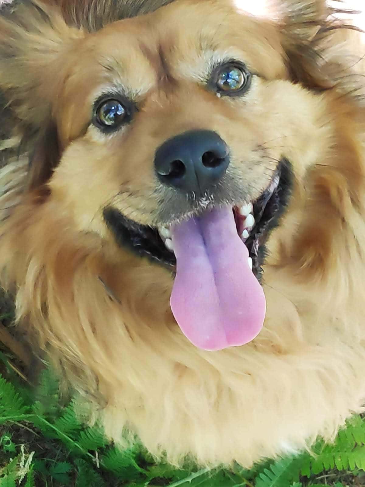 Clínica Veterinaria Cambre