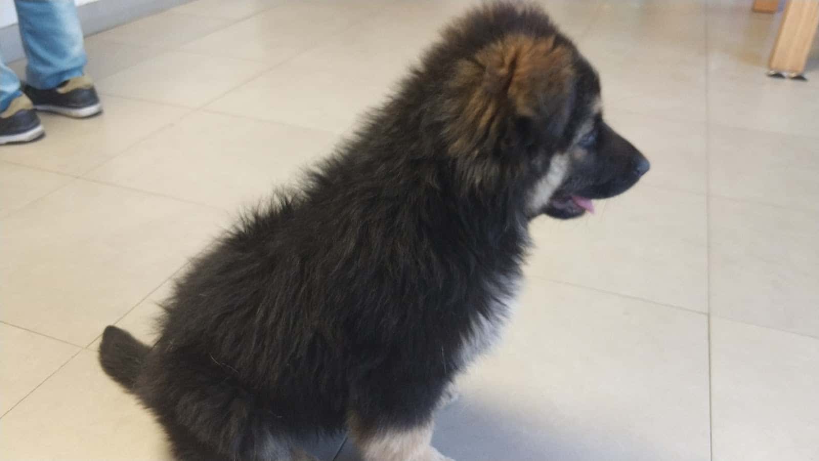 Clínica Veterinaria Cambre