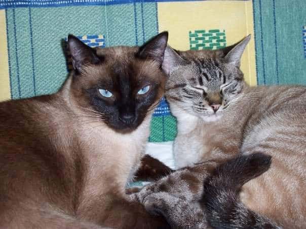 Abeiro Hospital Veterinario