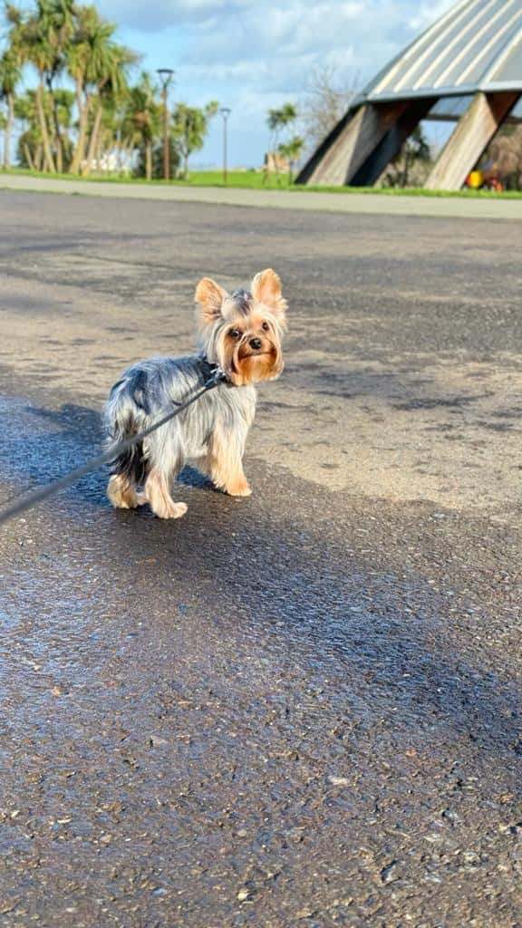 Abeiro Clínica Veterinaria
