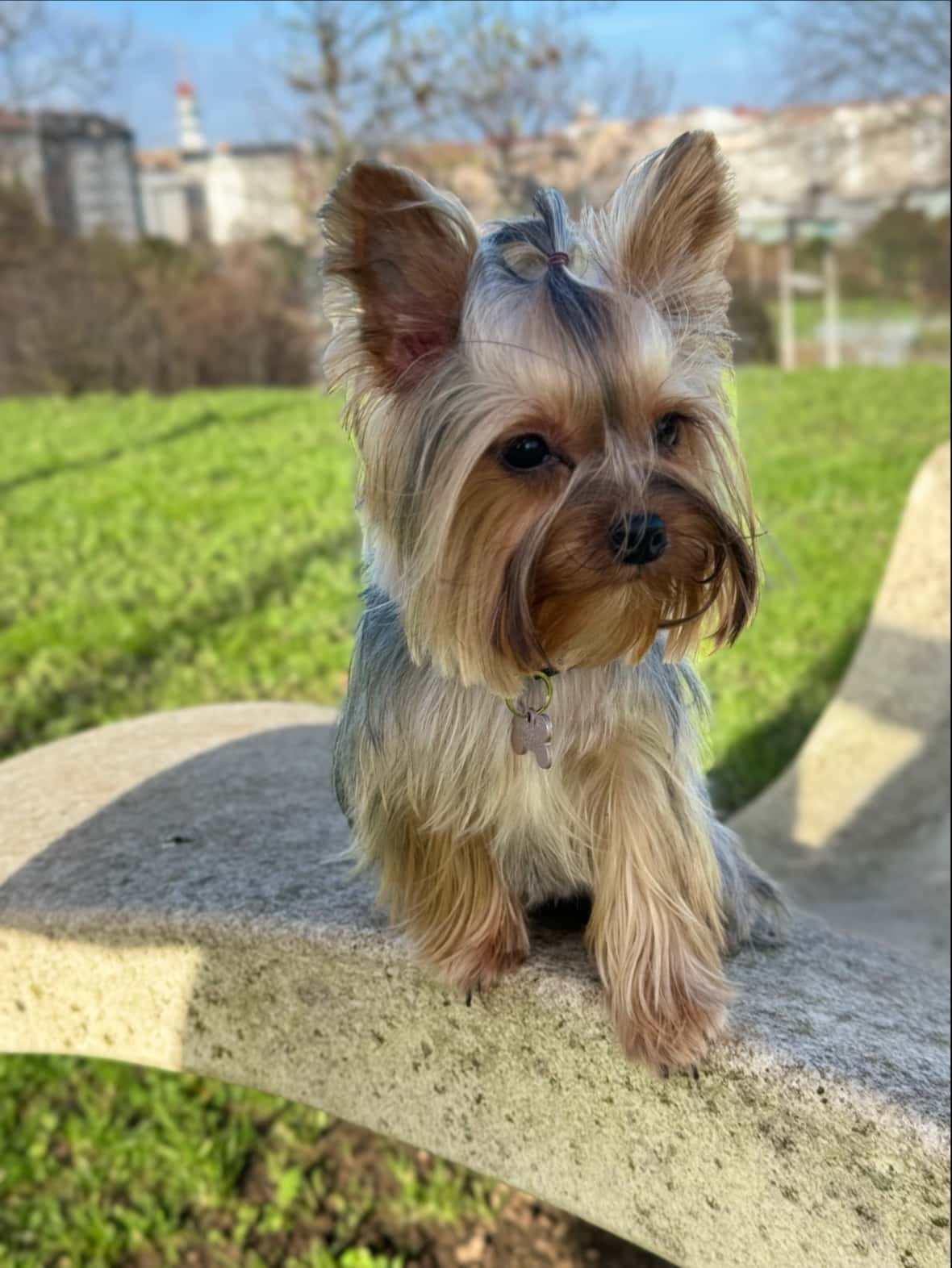 Abeiro Clínica Veterinaria