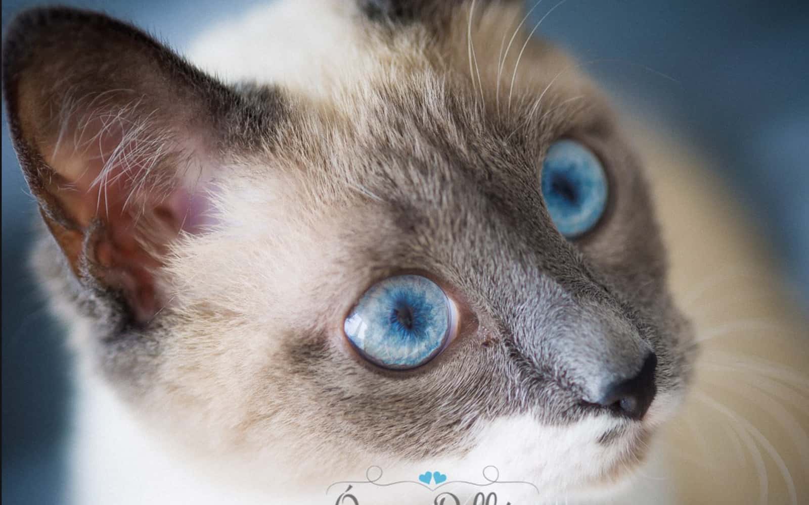 Clinica Veterinaria Africa