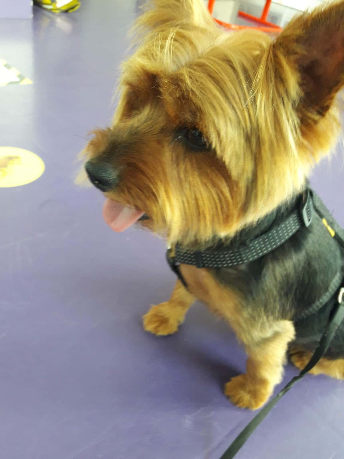 Centro Veterinario ADRISA (SERVICIO DE URGENCIAS DERIVADO AL HOSPITAL VETERINARIO IMAVET)