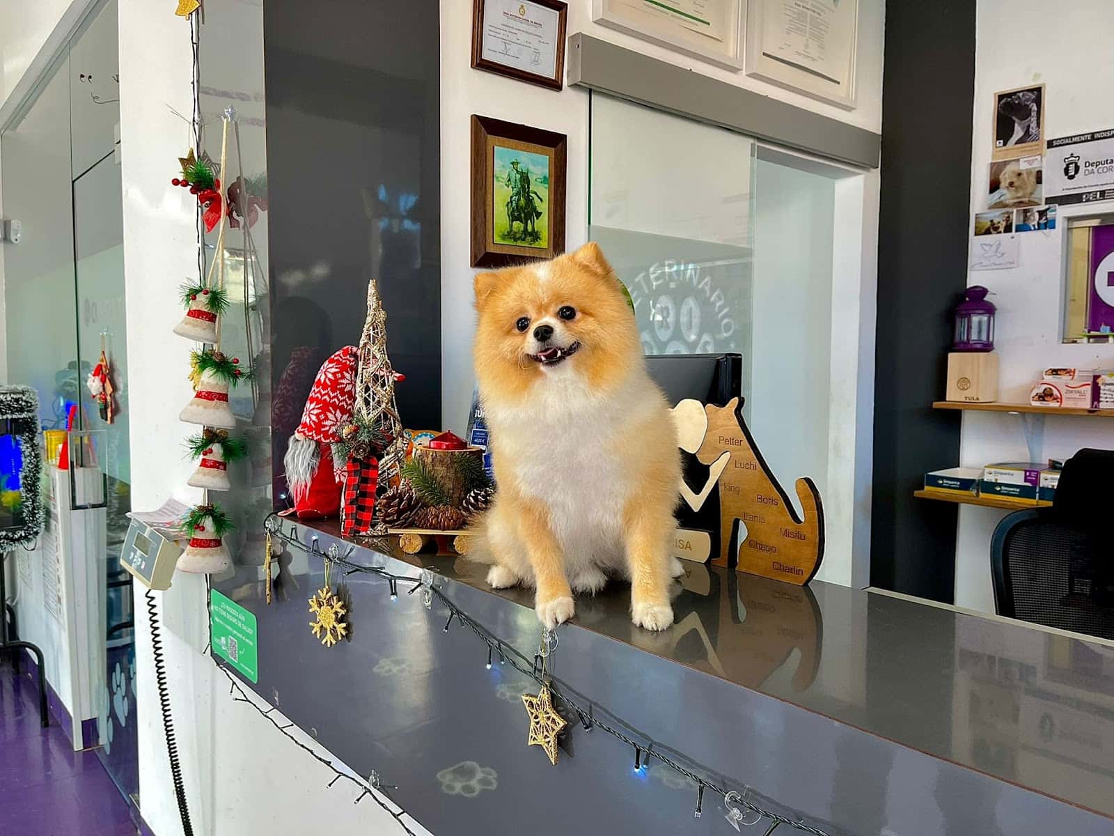 centro veterinario adrisa servicio de urgencias derivado al hospital veterinario imavet veterinario hospital en cee en la coruna principalImage ADOPTA Sitios Pet Friendly