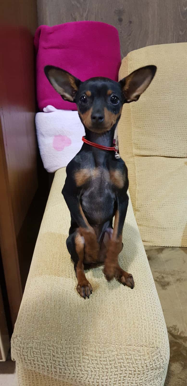 MEDICINA ANIMAL CEDEIRA