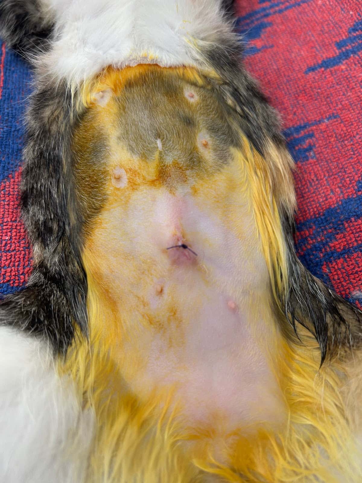 MEDICINA ANIMAL CEDEIRA