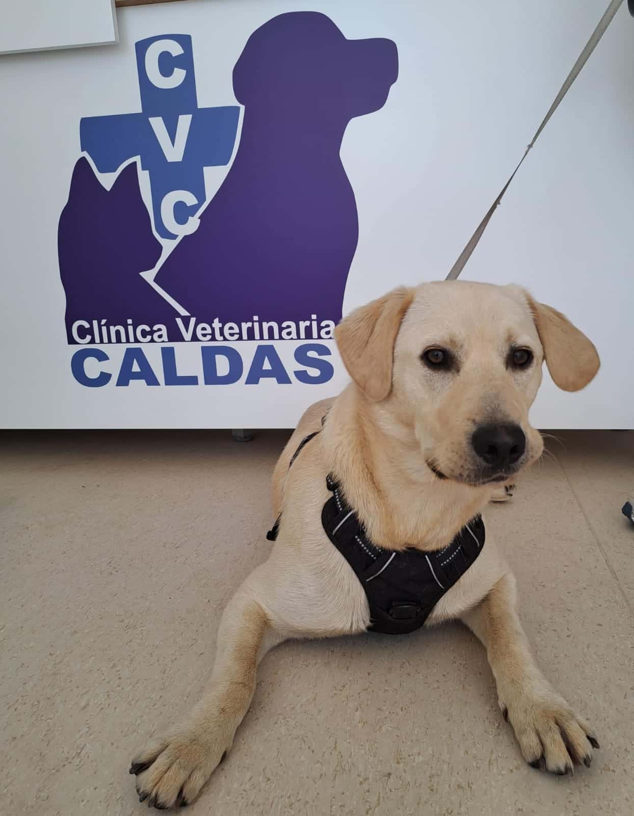 Clínica Veterinaria Caldas