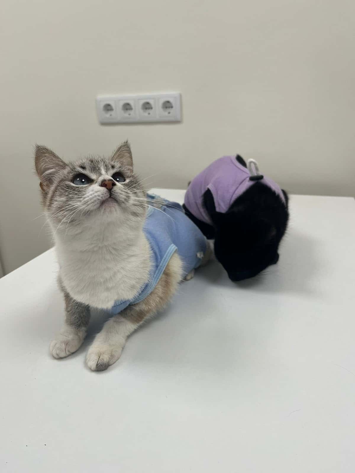 Clínica Veterinaria Caldas