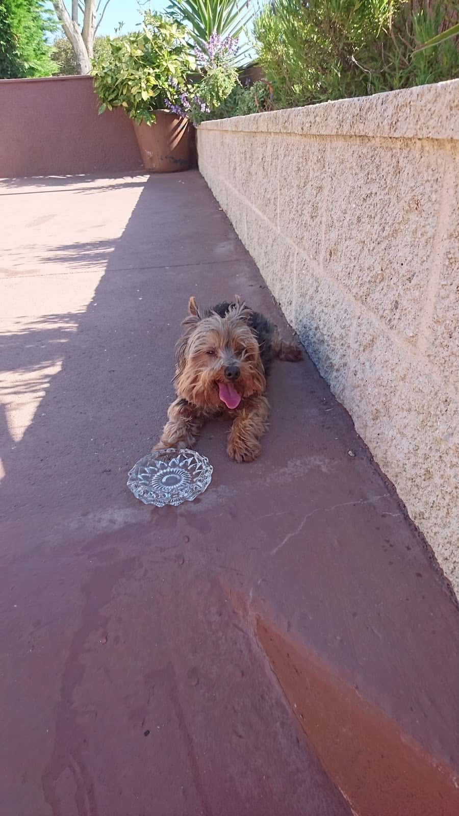 Centro Veterinario Carril
