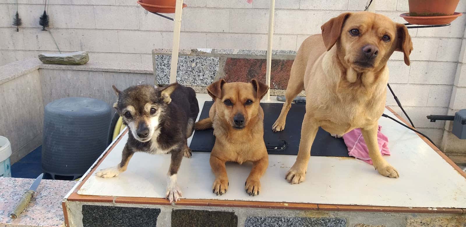 Centro Veterinario Xunqueira