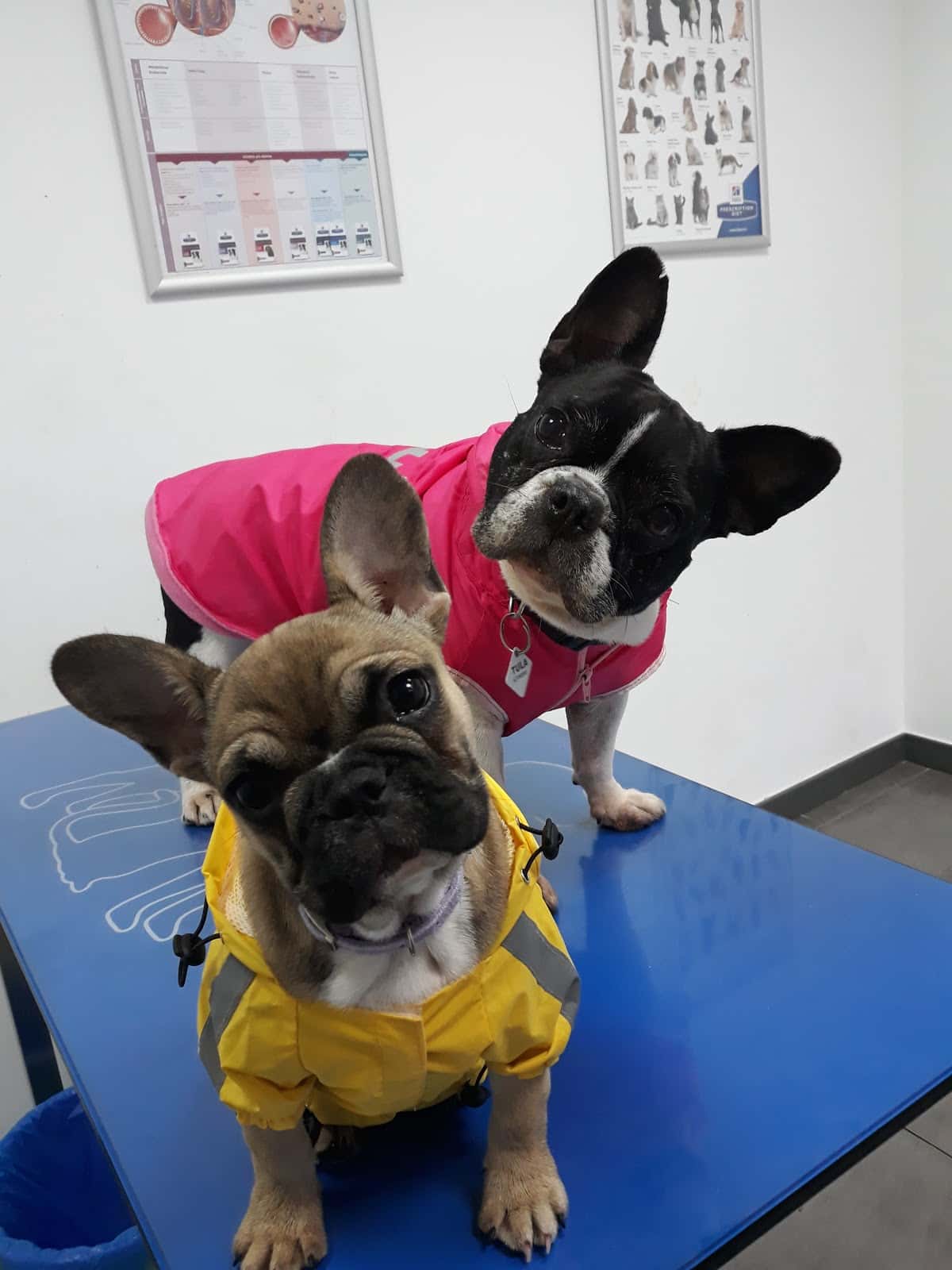 Consulta veterinaria La Tafona