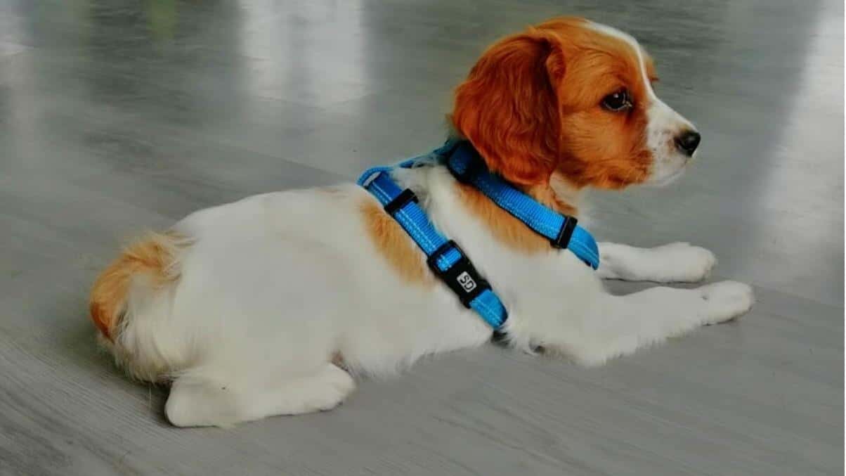 brincan residencia canina y adiestramiento veterinario centro en bastavalinos en a coruna principalImage ADOPTA Sitios Pet Friendly