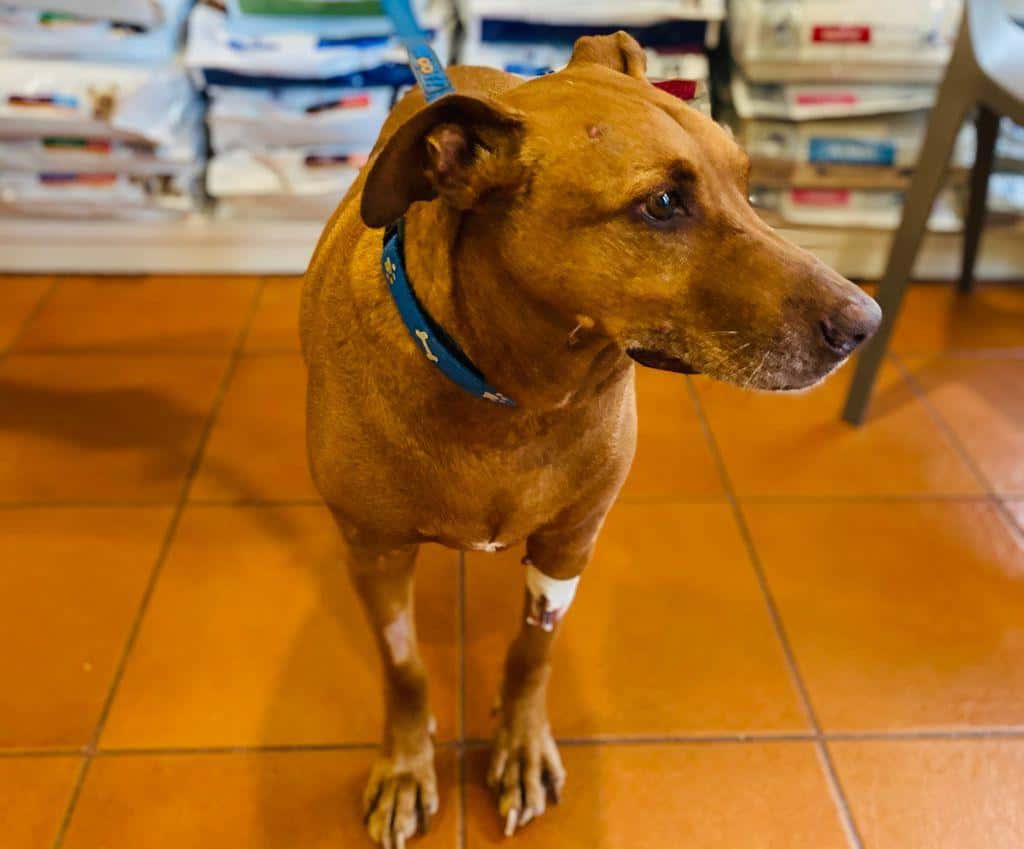 Centro Veterinario Los Duranes