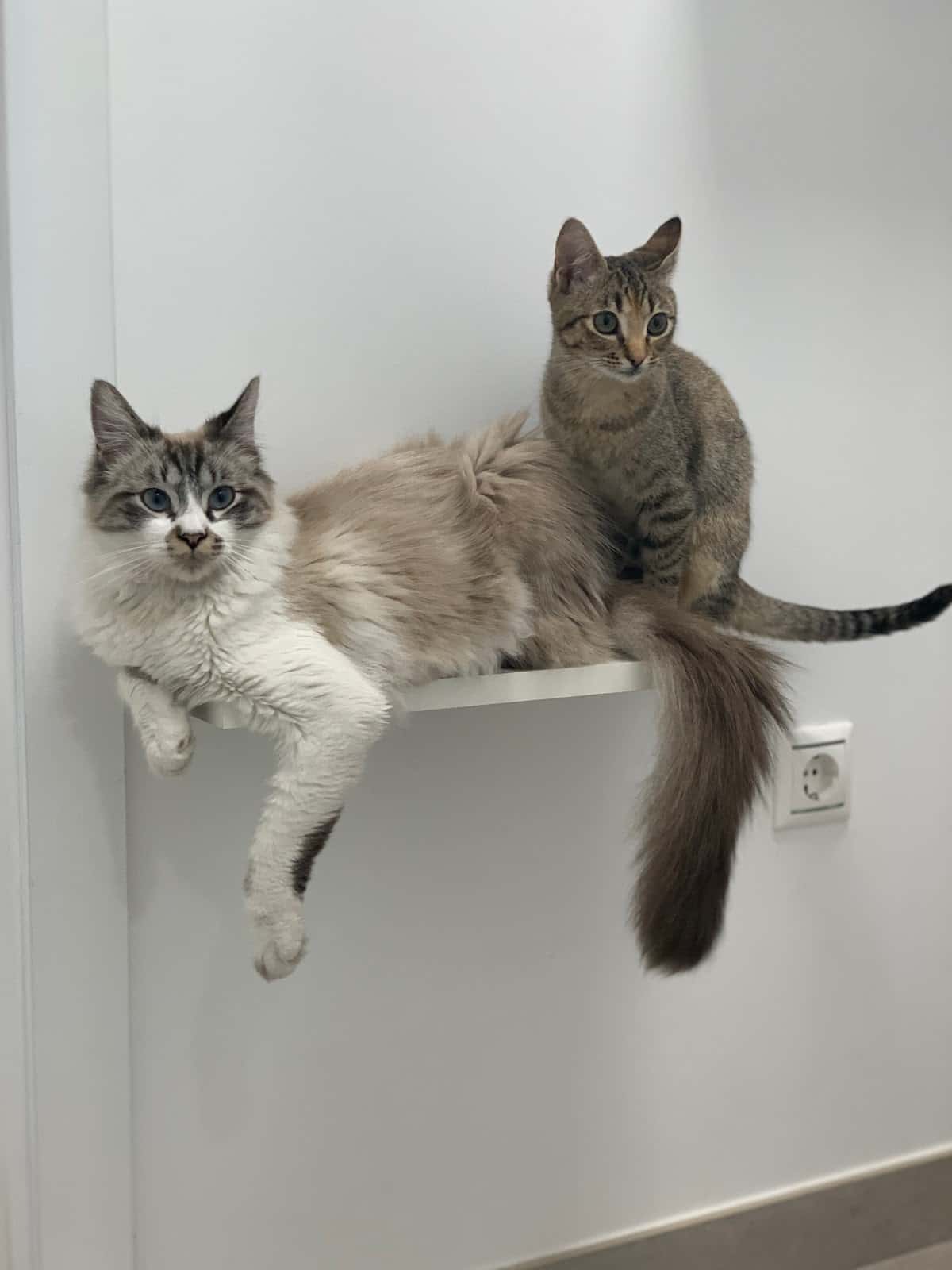 AgroPose Veterinaria