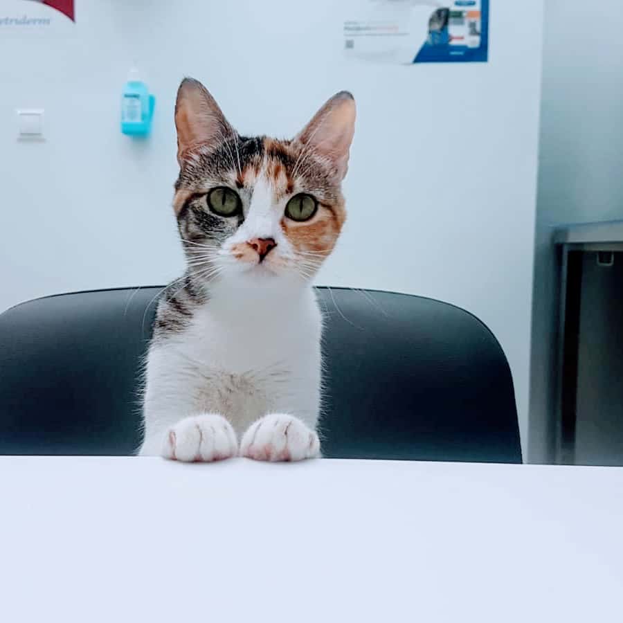 AgroPose Veterinaria