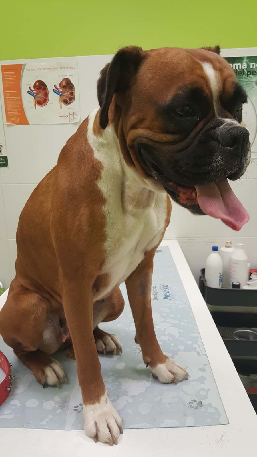 agro barcala s l  veterinario centro en negreira en la coruna principalImage ADOPTA Sitios Pet Friendly