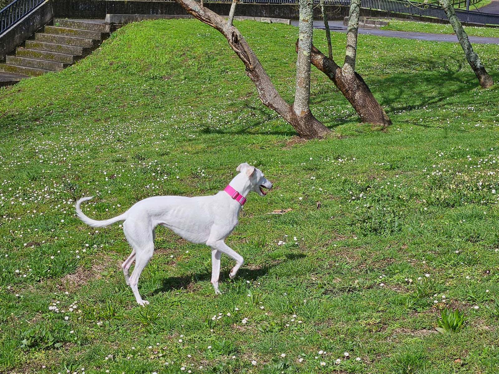 Clinica Veterinaria Saudevet