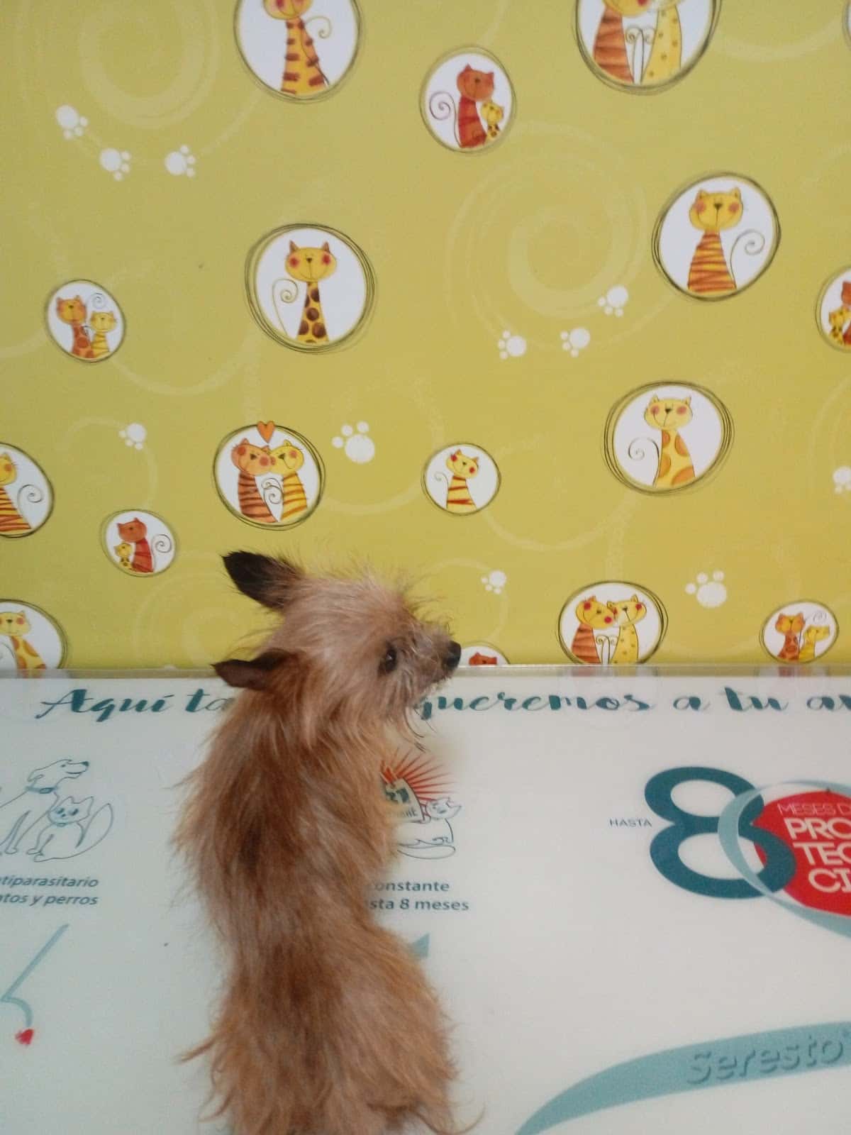 CLINICA VETERINARIA RODAVET