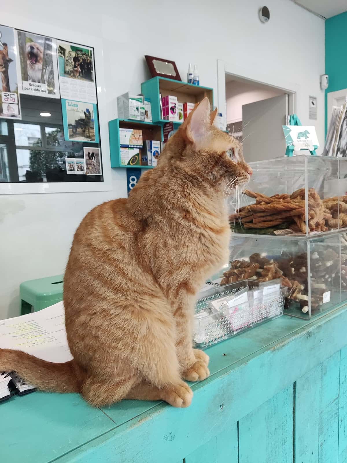 Clínica Veterinaria Bichopolis